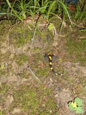 Waldtage 1a und 1b