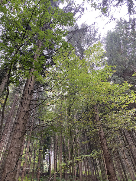 Waldtag der 1 Klassen