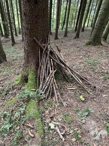 Waldtag der 1 Klassen