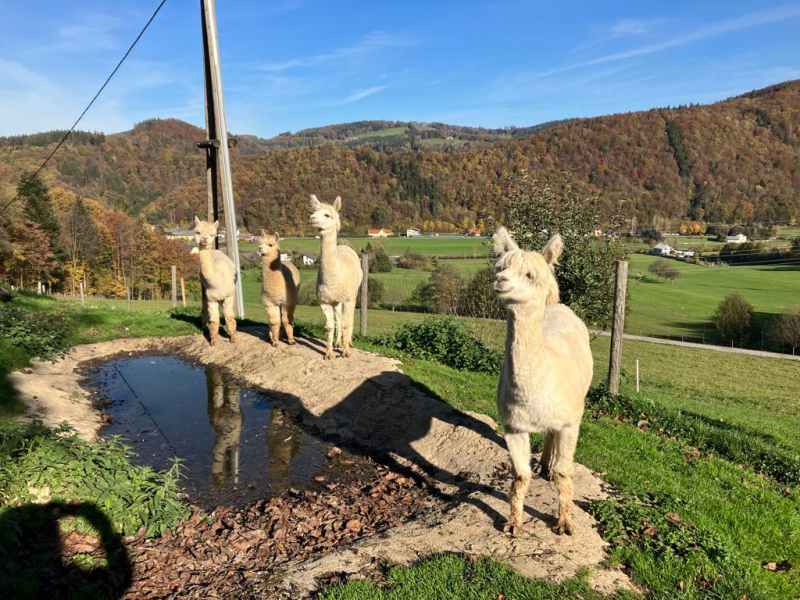Besuch im St.Veiter-Kraftwerk