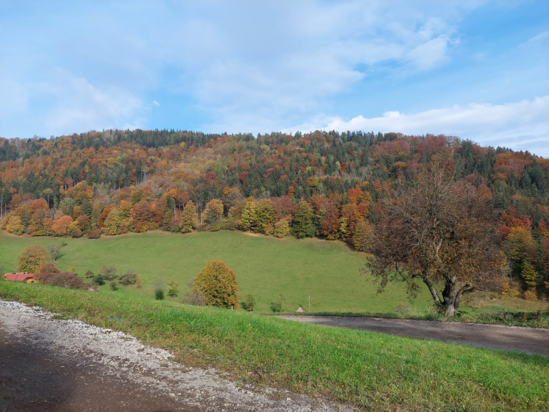 Wissenwertes über den Wald