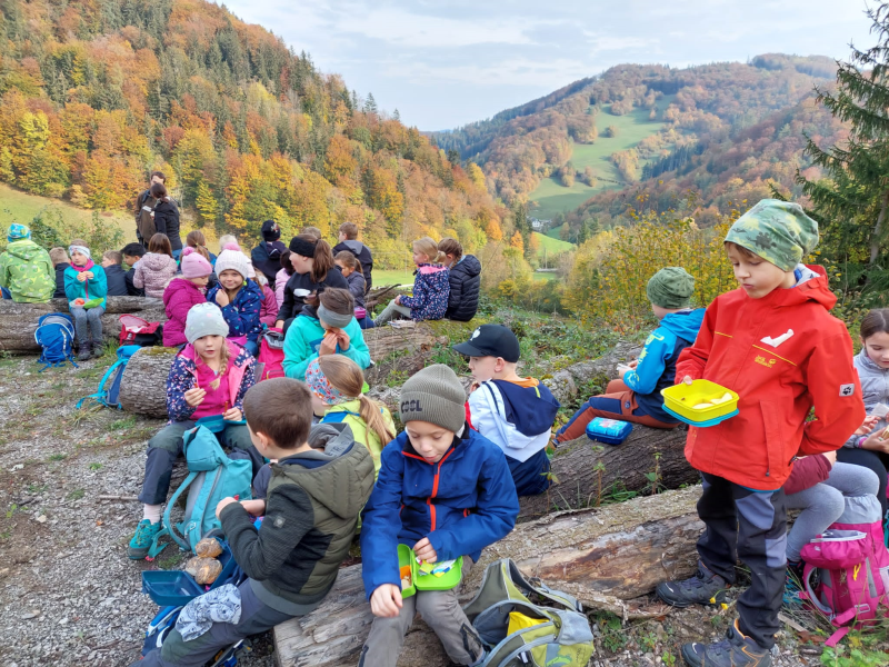 Wissenwertes über den Wald