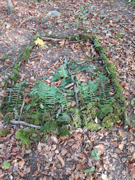 Wissenwertes über den Wald