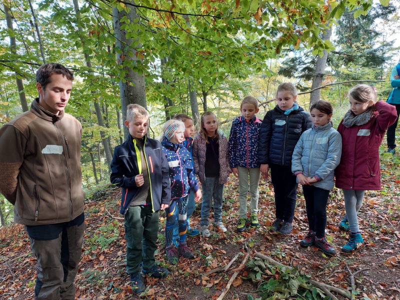 Wissenwertes über den Wald