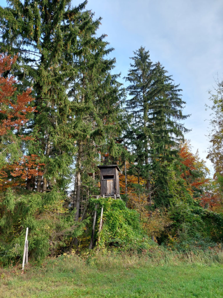 Wissenwertes über den Wald