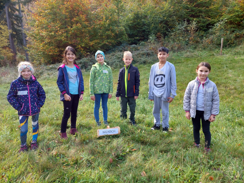 Wissenwertes über den Wald