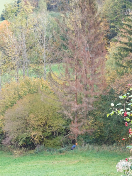 Wissenwertes über den Wald