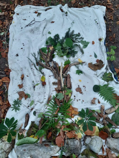 Wissenwertes über den Wald