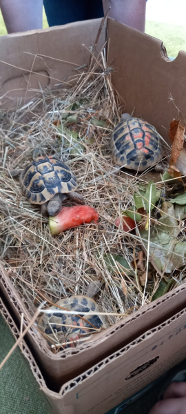 Tierbesuch in der Vorschulklasse